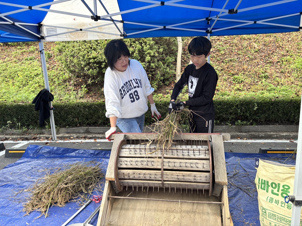 조현초등학교, 전교생이 함께한 전통 벼베기 체험활동4 이미지
