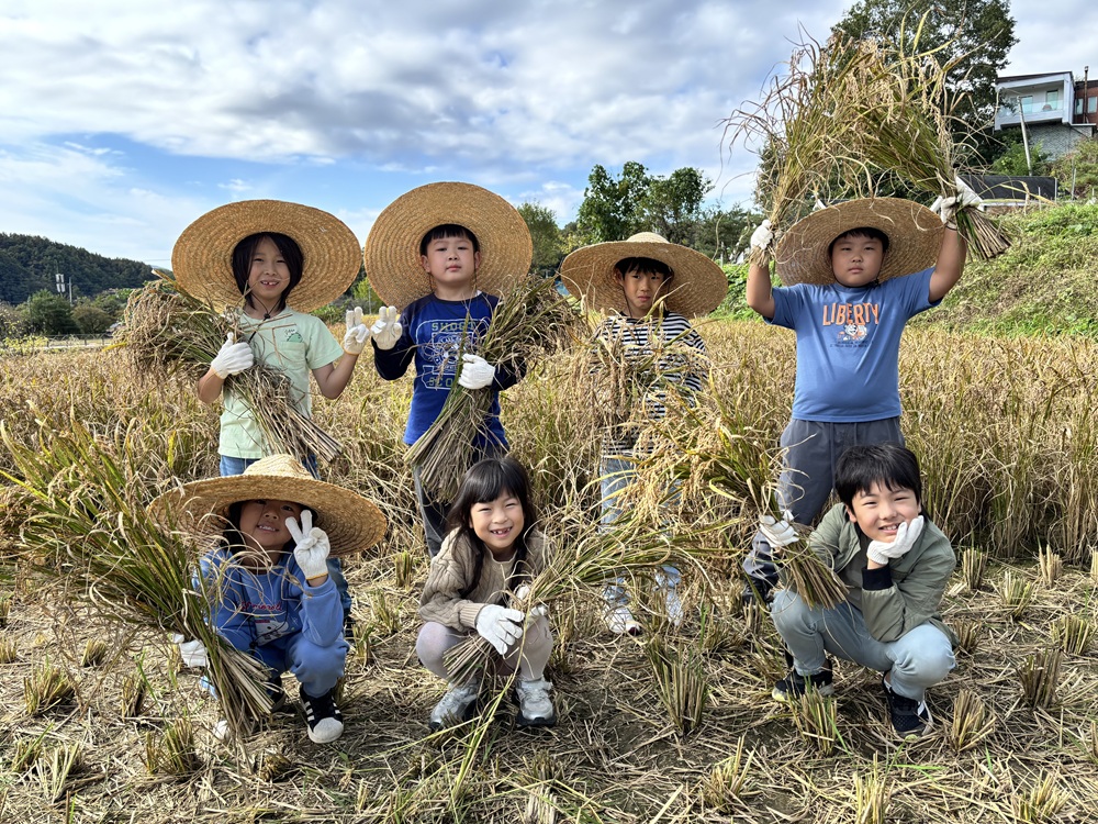 조현초등학교, 전교생이 함께한 전통 벼베기 체험활동2 이미지