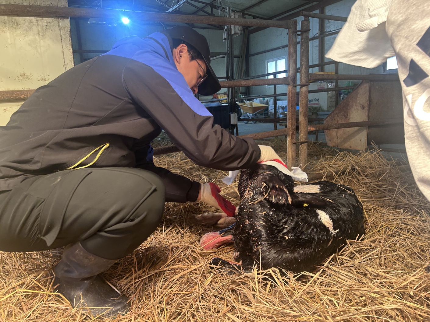 경기도교육청, 여주자영농업고 ‘협약형 특성화고’ 도약 상징하는 ‘송아지 출산’ 소식 알려3 이미지