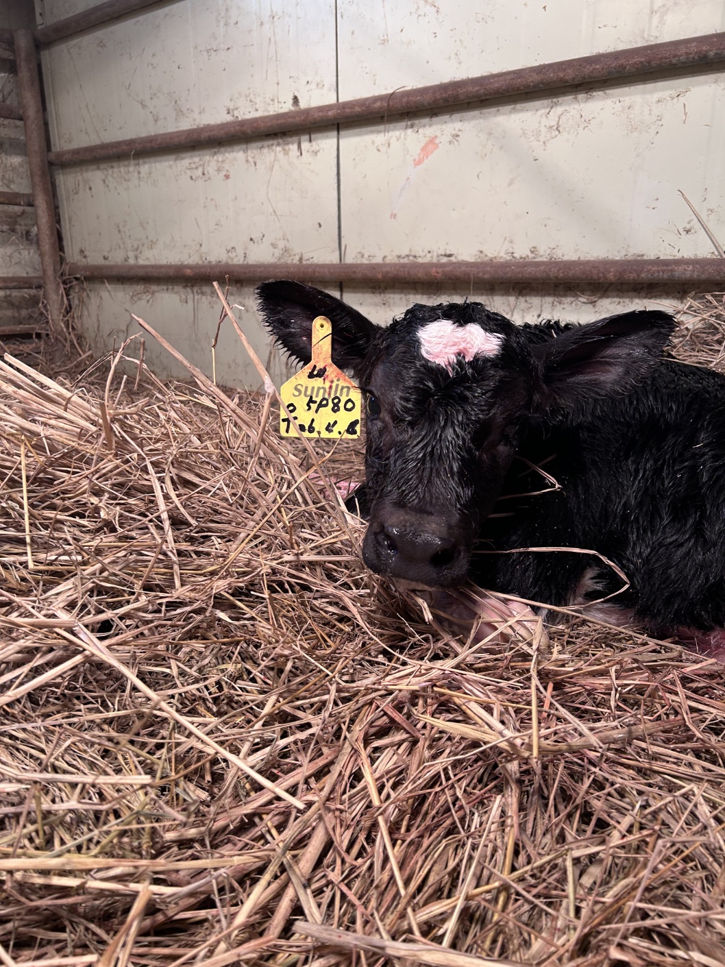 경기도교육청, 여주자영농업고 ‘협약형 특성화고’ 도약 상징하는 ‘송아지 출산’ 소식 알려2 이미지