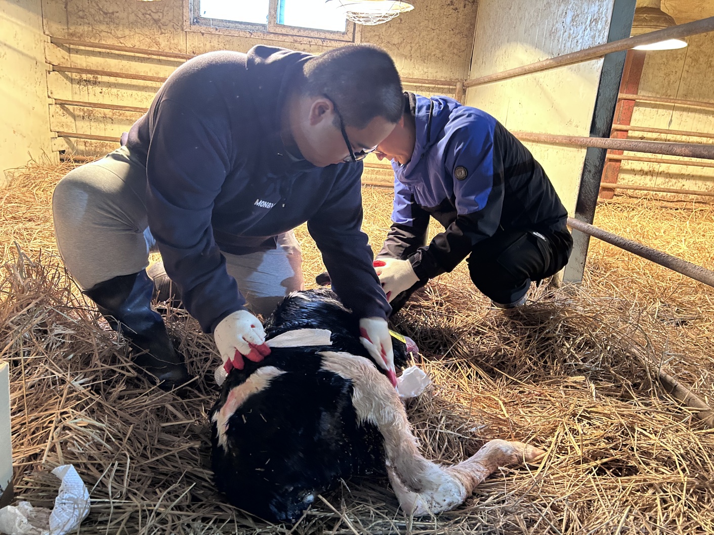 경기도교육청, 여주자영농업고 ‘협약형 특성화고’ 도약 상징하는 ‘송아지 출산’ 소식 알려4 이미지