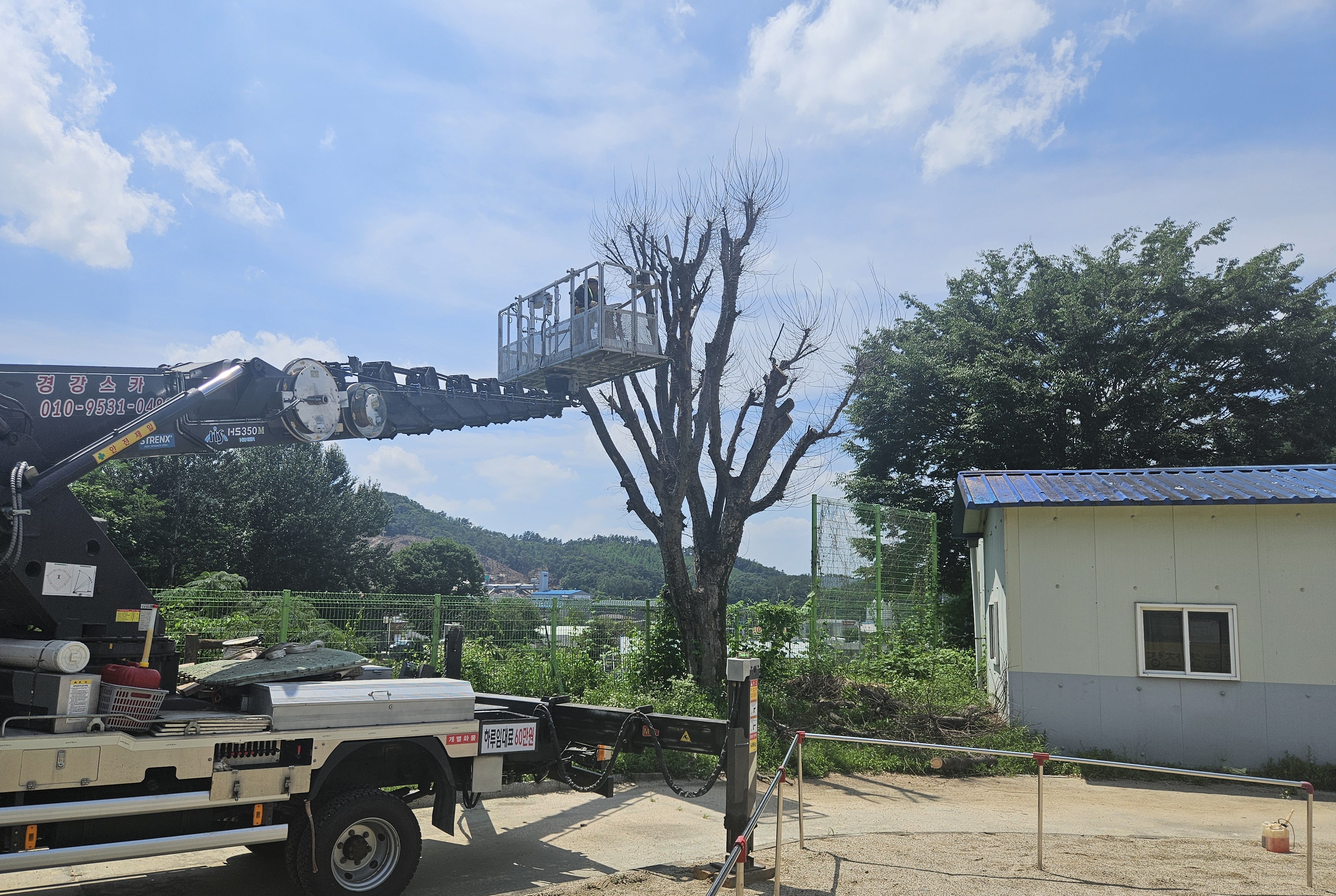 여주교육지원청, 태풍ㆍ강풍 대비 초등학교 고사목 정비 완료 “안전 위협 제거... 학생들이 안심하고 생활하는 배움터 조성”3 이미지