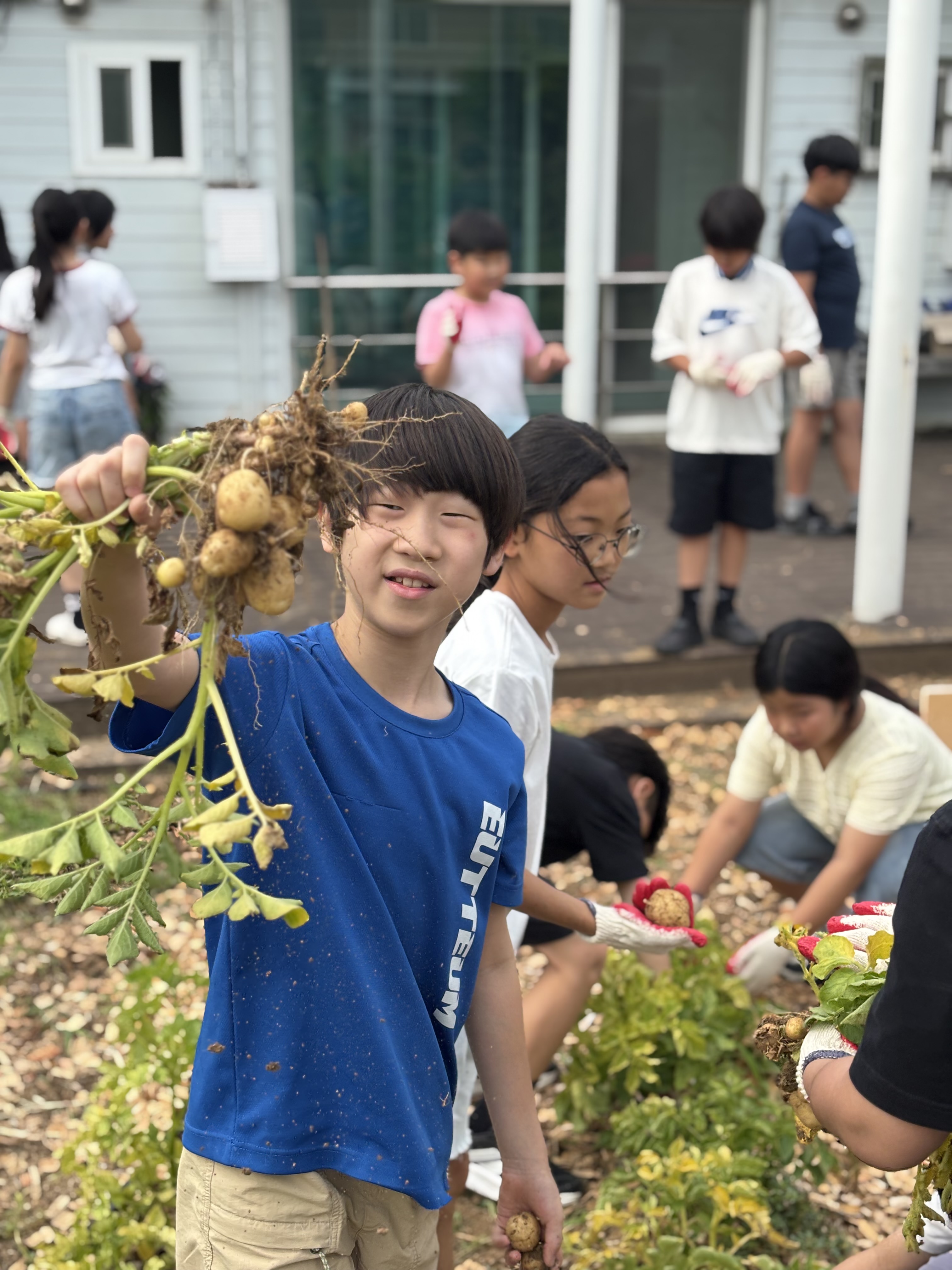 양평 대아초, 하지감자로 배우는 저탄소 먹거리 실천2 이미지