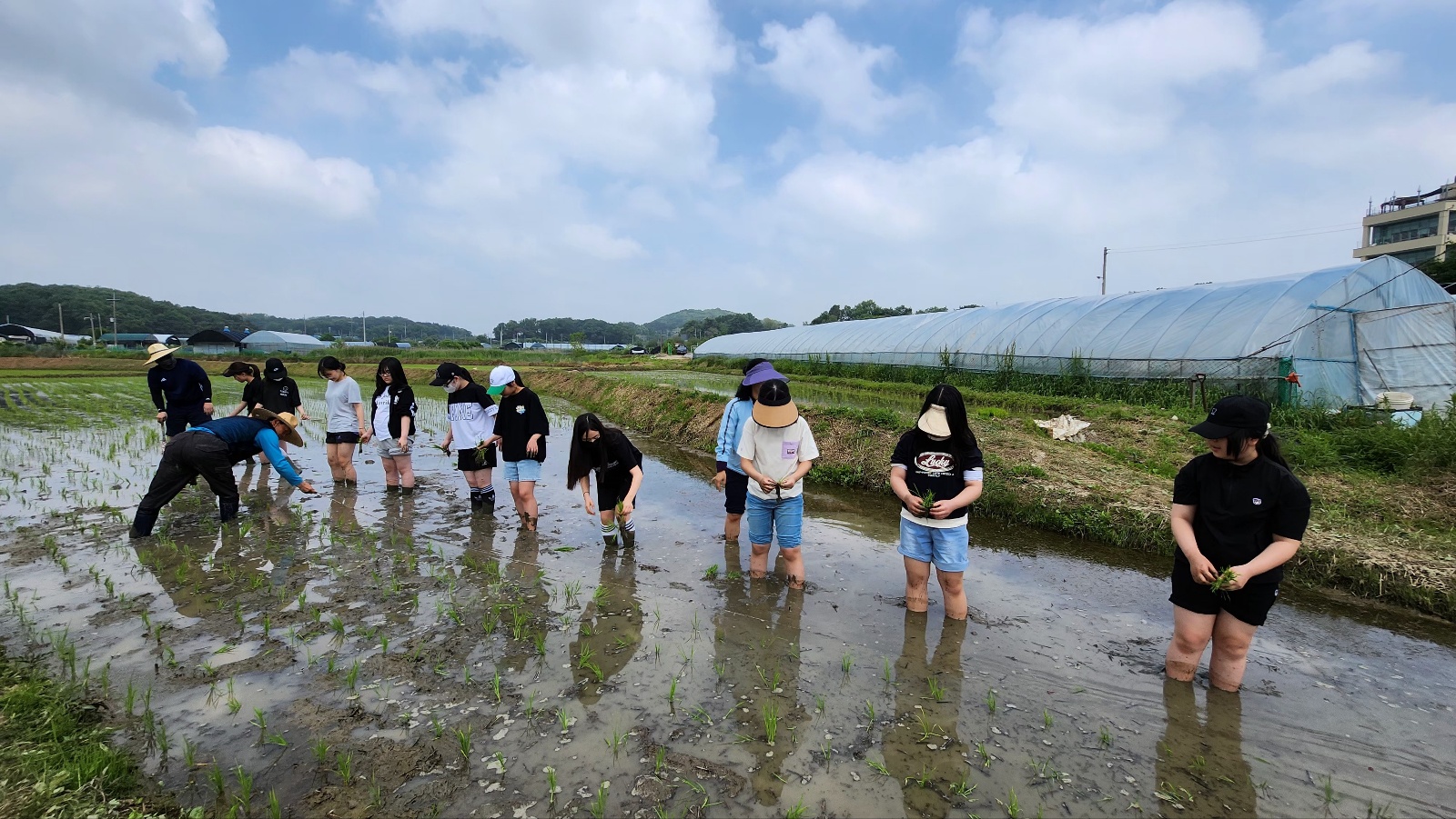 모락초등학교, 손 모내기 체험 진행 우리 급식의 맛있는 밥이 이렇게 생산되어요!3 이미지