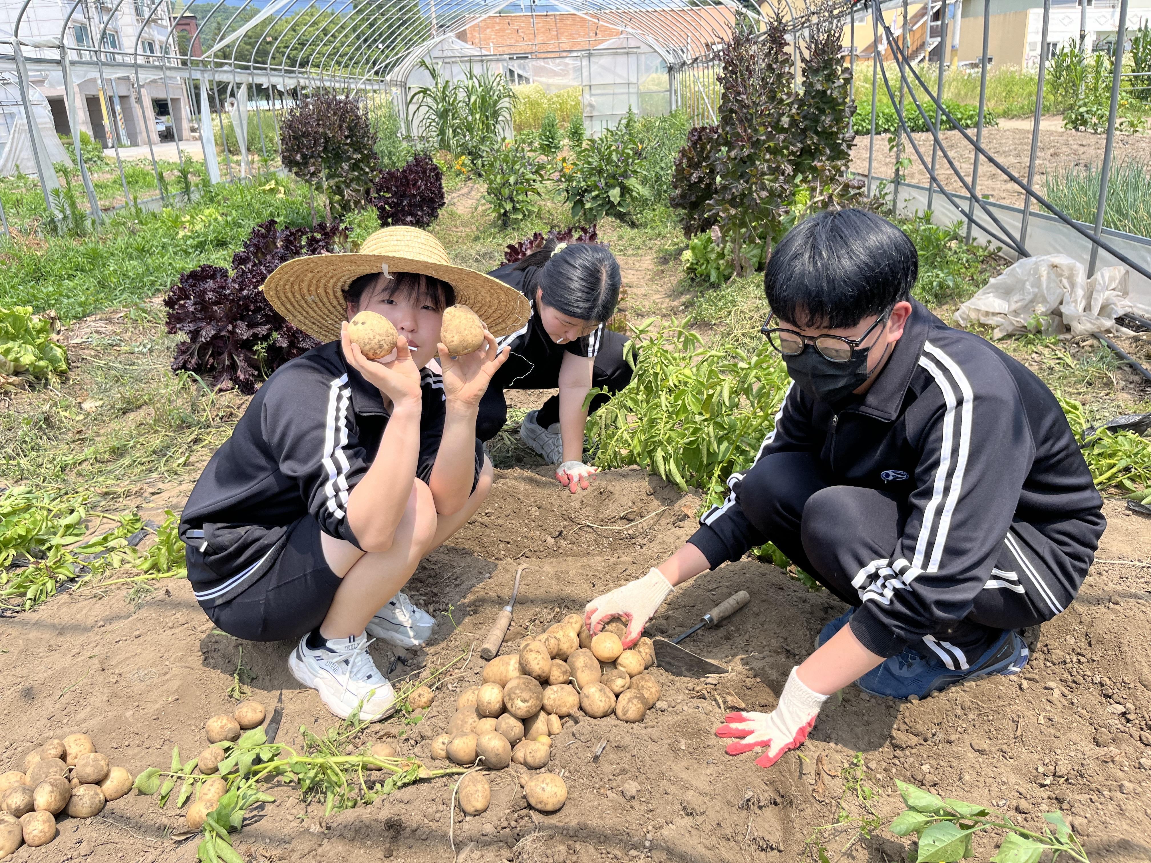 조종고, 텃밭 농사로 지은 감자를 조종면에 기부2 이미지