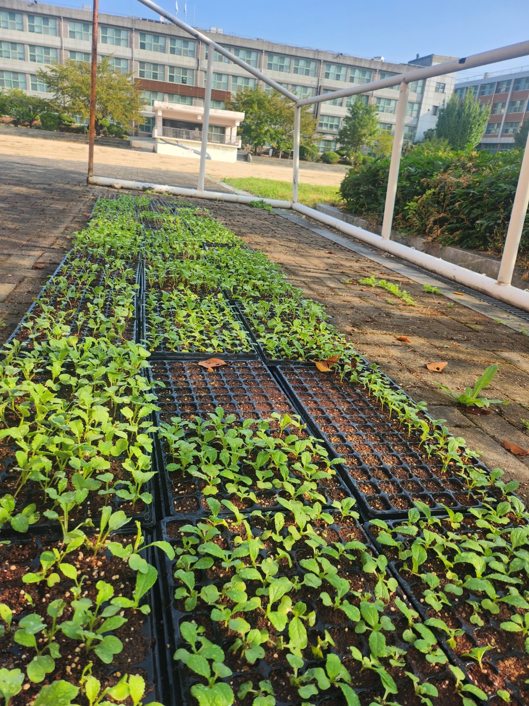 의정부여자중학교, 김장김치로 지역사회에 온정 나눔 실천1 이미지